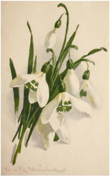 Galanthus – fiore d’inverno