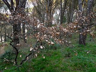 L'erba del vicino è (quasi) sempre più verde...