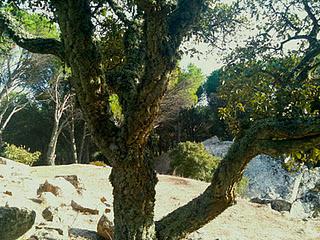 L'erba del vicino è (quasi) sempre più verde...