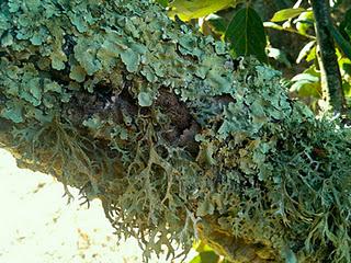 L'erba del vicino è (quasi) sempre più verde...
