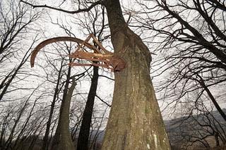 L'albero della bicicletta