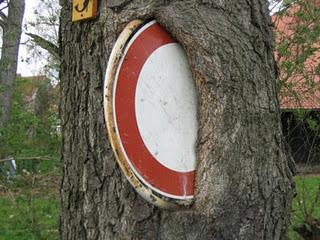 L'albero della bicicletta