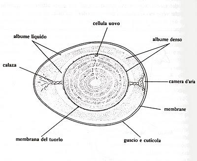 UOVO: rompere per capire.