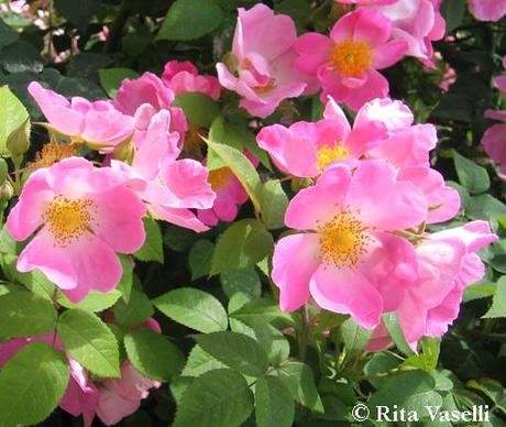 UN GIARDINO SPECIALE IN CITTA': L'ORTO BOTANICO