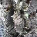 corteccia di sughero particoalre