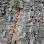 particolare del tronco