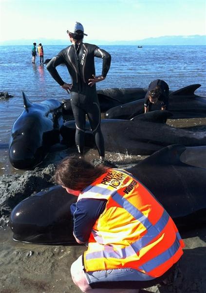 Nuova Zelanda: corsa contro il tempo per salvare decine di balene spiaggiate