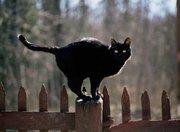 NERO.Nero, il colore delle piume al vento. Nero, il color...