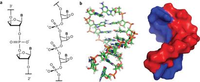 Il TNA: la nuova molecola della vita?