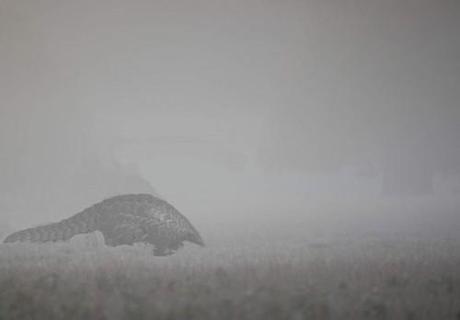 ubuntu pangolin desktop sfondo.jpg