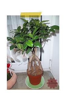 Una scultura chiamata ficus ginseng