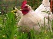 Basta galline infelici!