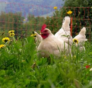 BASTA CON LE GALLINE INFELICI!