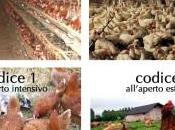 L’italia mora codice delle uova