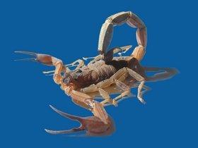 Scorpione azzurro