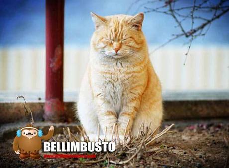 BELLIMBUSTO: un bellimbusto sale in serp