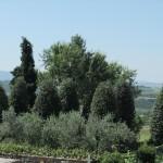 giardino di lecci e olivi
