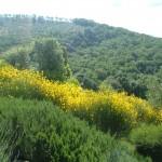 scarpata con ginestre, rosmarino, lonicera, ilex