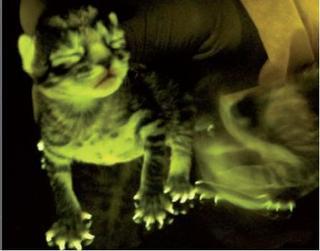 Vivisezione, Smaltimento Rifiuti e Baratto – Hot Topics da GreenMe