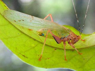 1.300 Specie Animali, di cui 50 Nuove, Catalogate  in Suriname