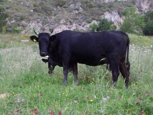 Cinisi. In attesa del Dop la vacca cinisara posa per il calendario 2012