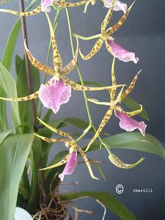 Odontobrassia - ibrido di Odontoglossum e Brassia