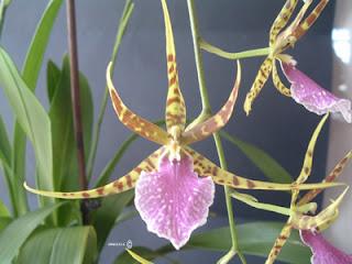 Odontobrassia - ibrido di Odontoglossum e Brassia