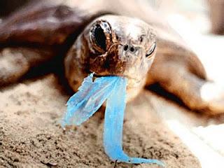 Sacchetti Biodegradabili – Ambiente, WWF e la Polemica fra Legambiente e il Governo Monti