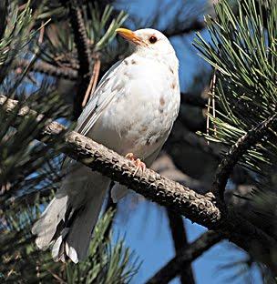 Gli Ultimi giorni di gennaio