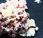 Risotto radicchio semilungo rosso, Bitto cialde Parmigiano Reggiano