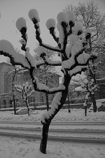 fotografia Neve Viale Angeli Cuneo