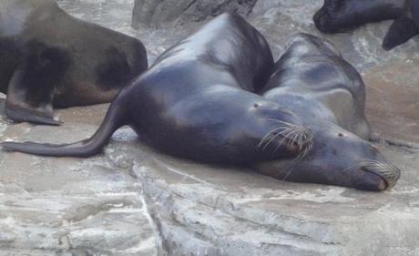 Valencia: emozioni animalesche!