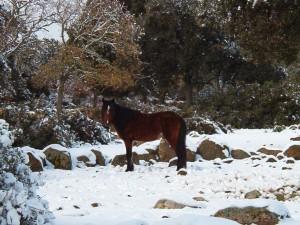 Vento siberiano, Sardegna al gelo