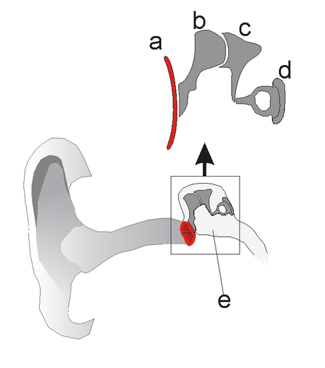 Martello, incudine e staffa: dalla mandibola all'orecchio, in un possibile percorso evolutivo