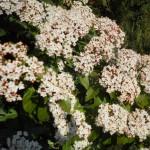 fiore di viburnum tinus