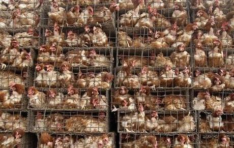 battery cages1 LEuropa vieta il commercio delle uova da allevamento in gabbia