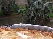Crostata mele crema pasticcera
