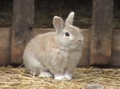 “Coniglio Pastore” crede essere “Cane VIDEO