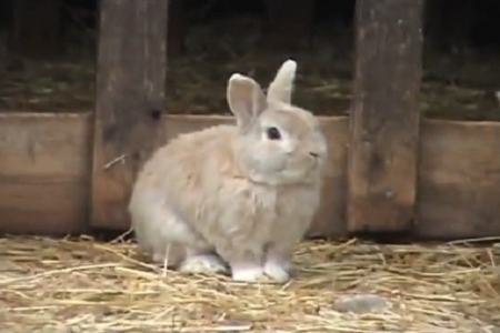 coniglio pastore “Coniglio Pastore” crede di essere un “Cane Pastore” | VIDEO