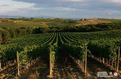 I vigneti di Montepulciano