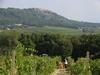 Moscadello di Montalcino