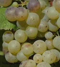 Un grappolo di Sémillon 