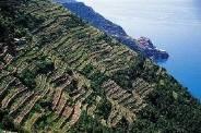 Gli spettacolari terrazzamenti delle Cinque Terre