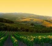 Una splendida vista dei vigneti siciliani