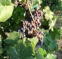 Il Sangiovese se giovane risulta leggero e vivace