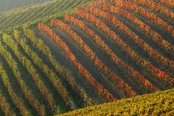 http://www.wineblog.it/wp-content/2009/09/canale-vino-enoteca-regionale-roero.jpg