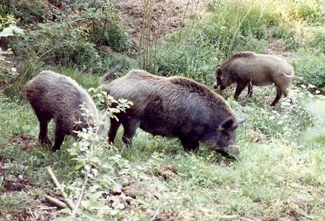 Emergenza cinghiale, il parco del Pollino convoca il mondo agricolo