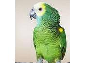 Parrocchetto verde