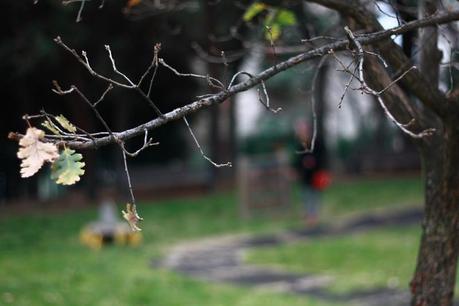 A ladybird in winter