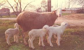 L’agnello di Laticauda (Benevento)